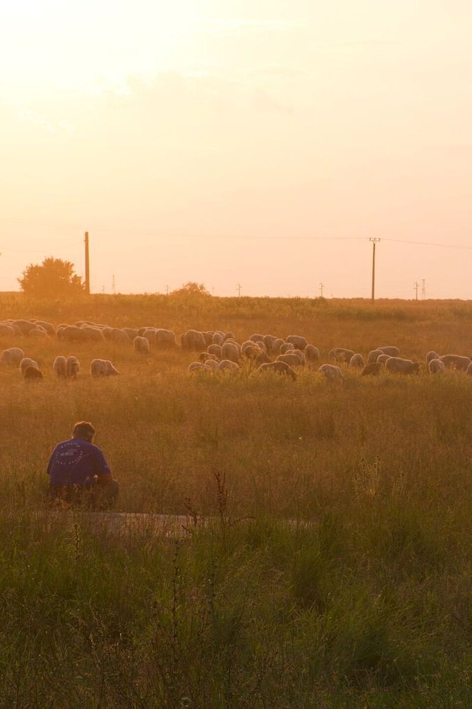Besuch einer Schaffarm nahe Arad, Rumänien. Besuch einer Schaffarm nahe Arad, Rumänien.