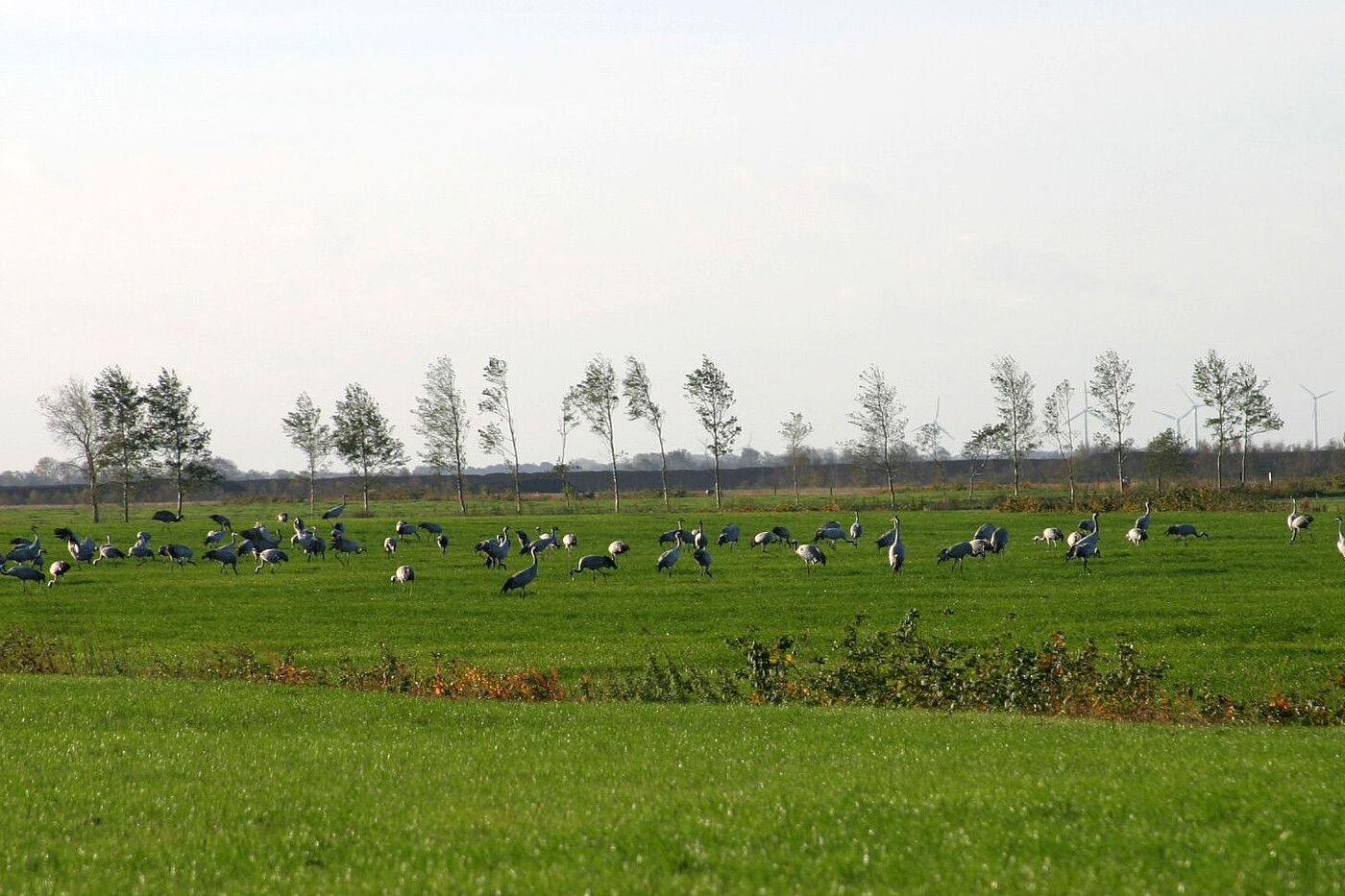Foto Kraniche im Vehnemoor