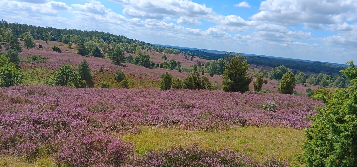 Der Blick über die blühende Heide Blick über die blühende Heide