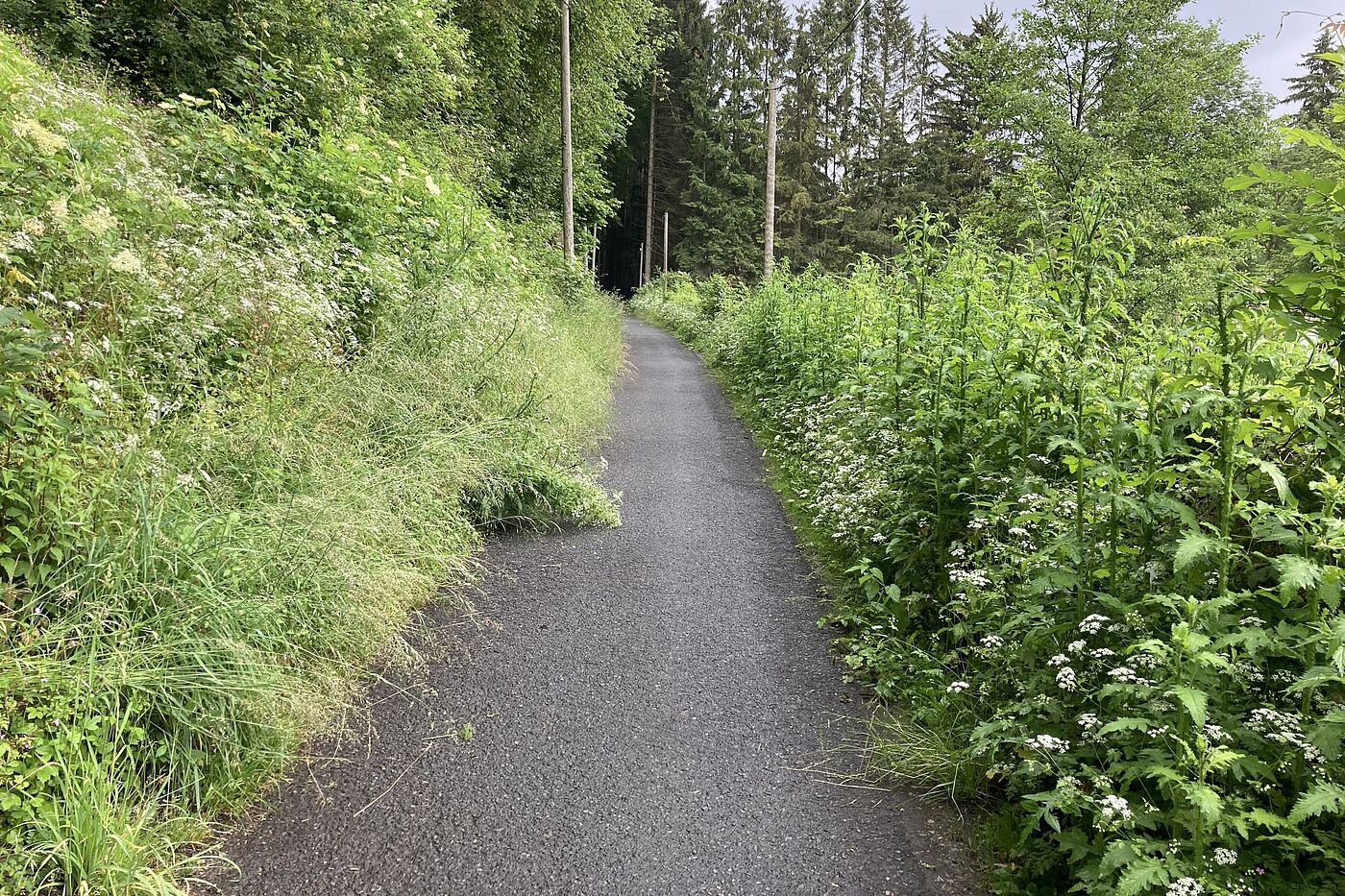 Bewuchs Bewuchs im Bereich des Radweges